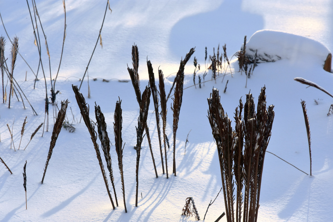 Cinnamon fern