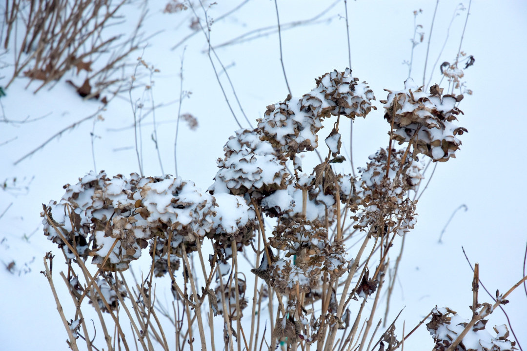 Hydrangea flower heads