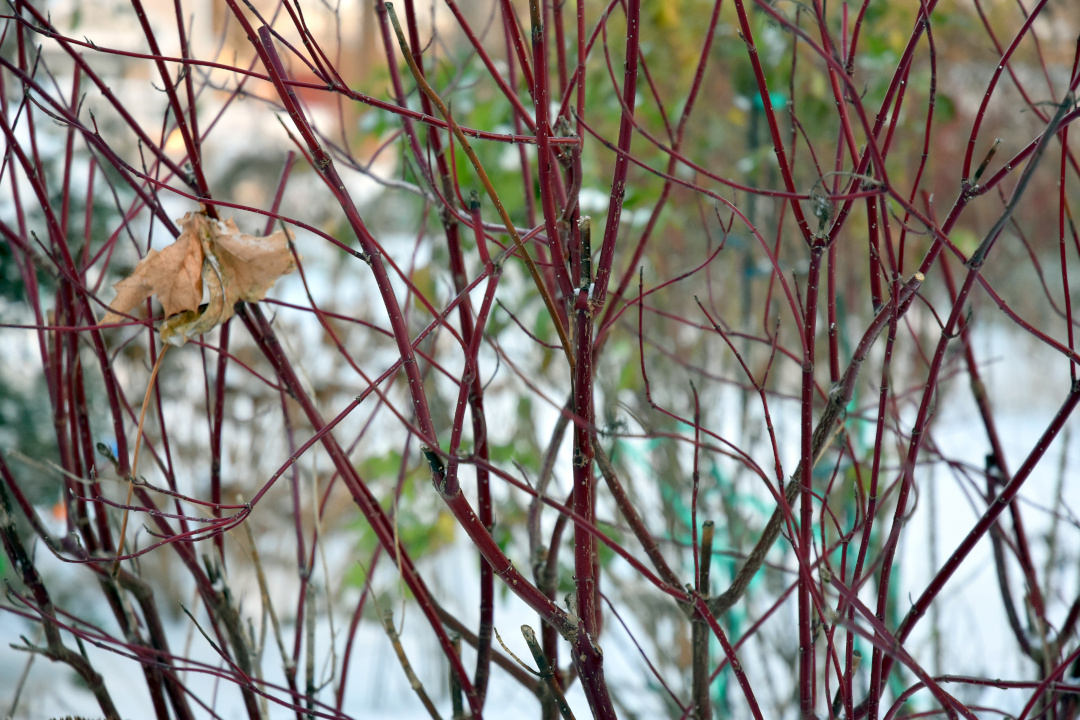 shrub branches in winter