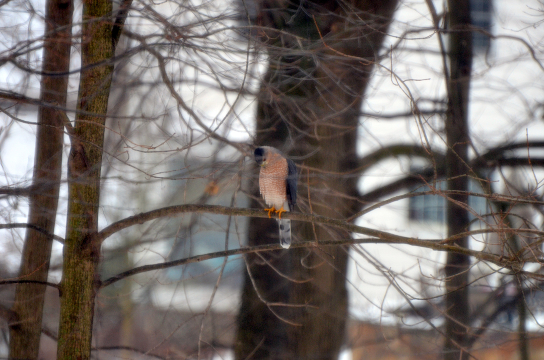 cooper’s hawk