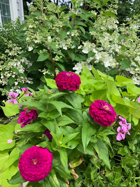 Pinky Winky hydrangea