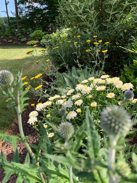 globe thistle