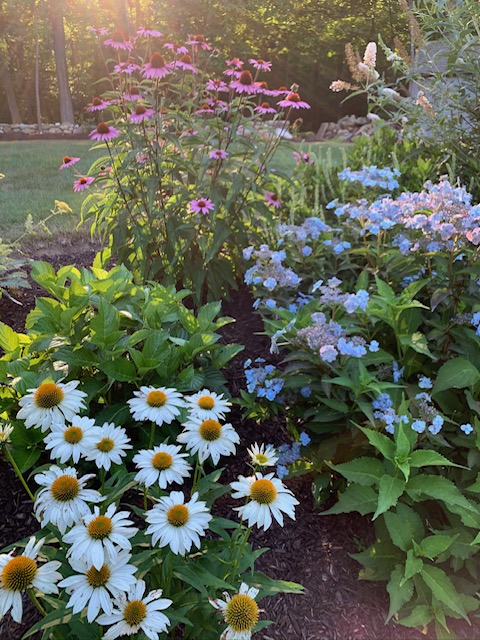 white daisies