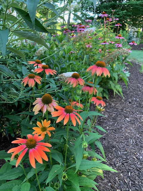 echinacea