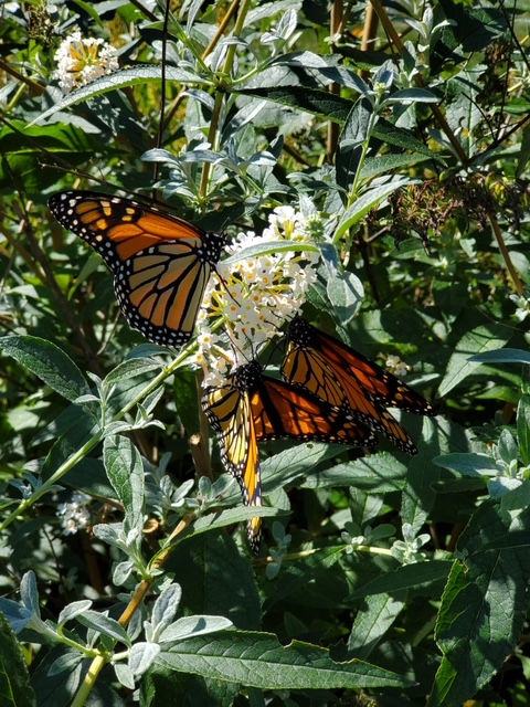 monarch butterflies on a butterfly bush