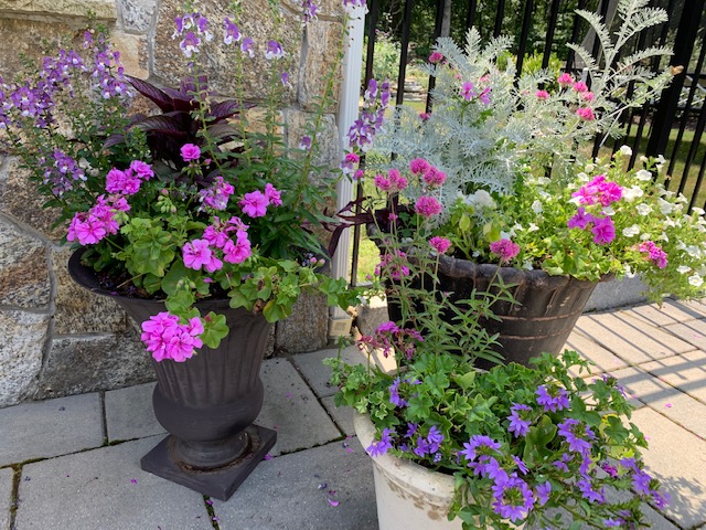 annuals in planters