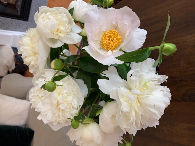 white peonies