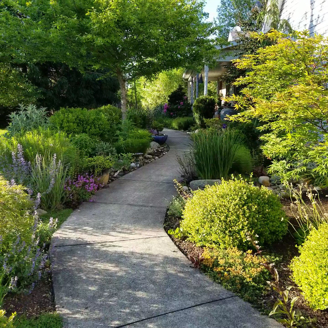 plants along a path