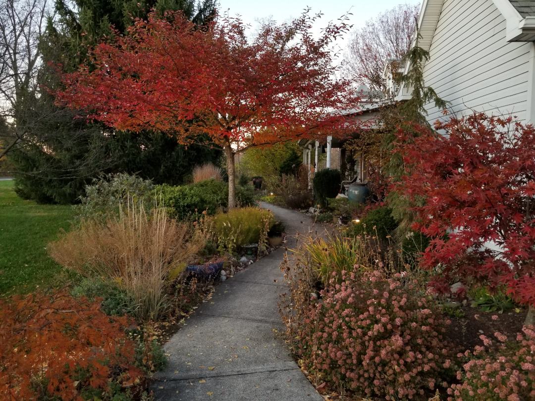 pathway plants in fall