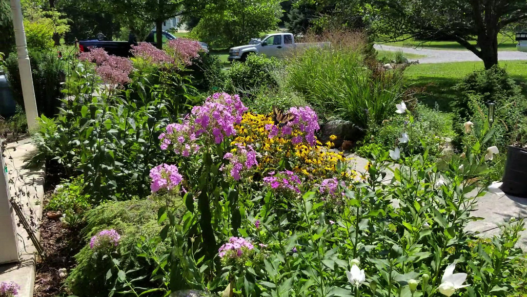 perennials in bloom