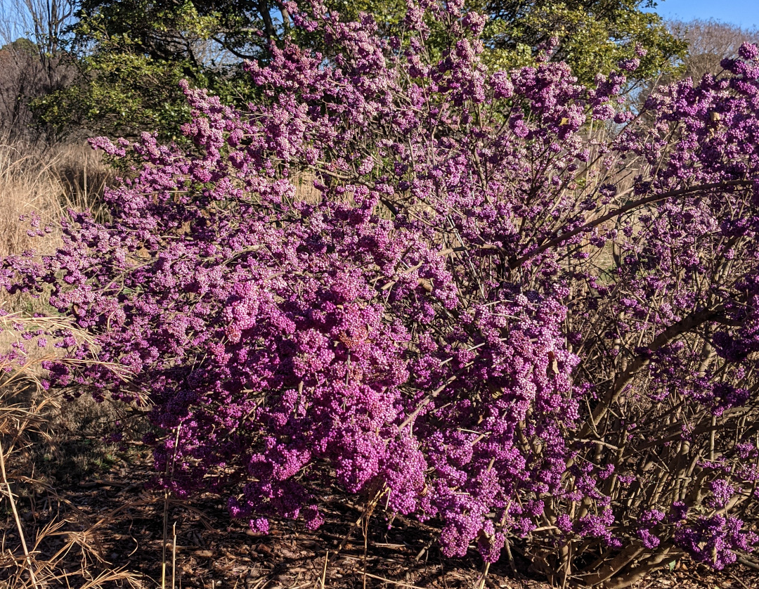 Japanese beautyberry Heavy Berry