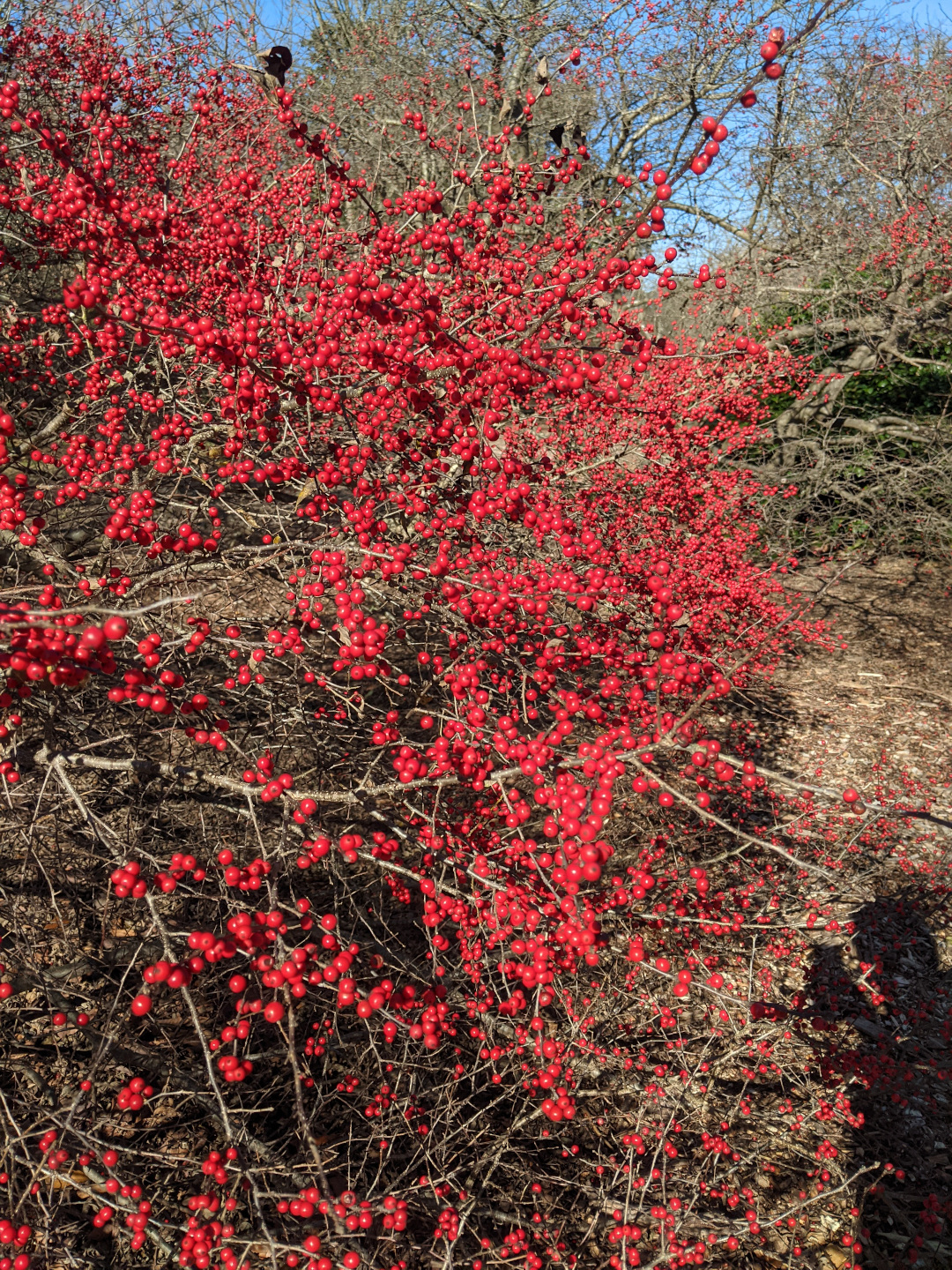 Winterberry hollies