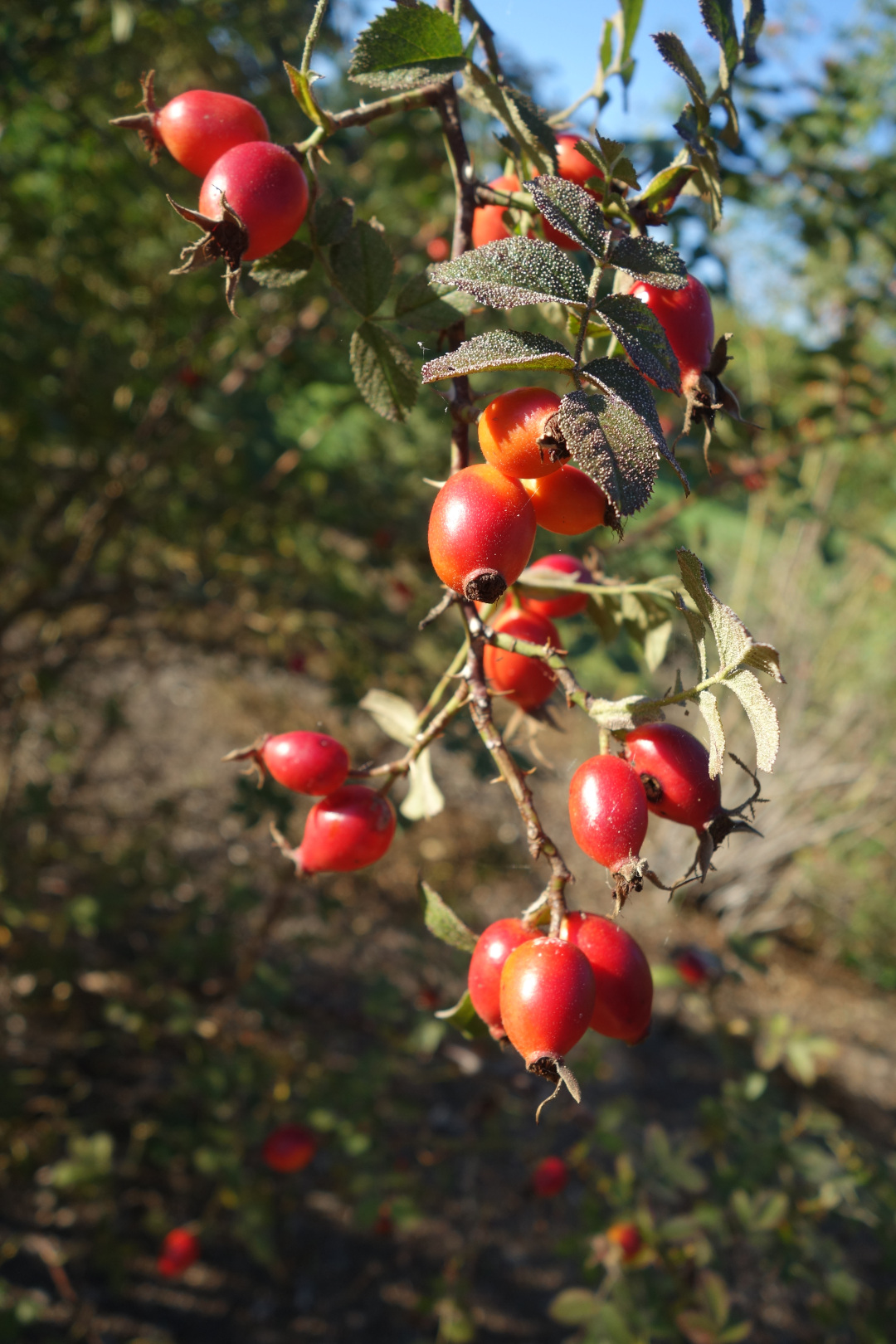 rose hips