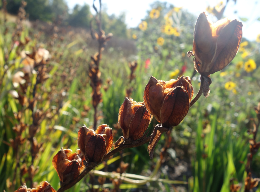 gladiolus seeds