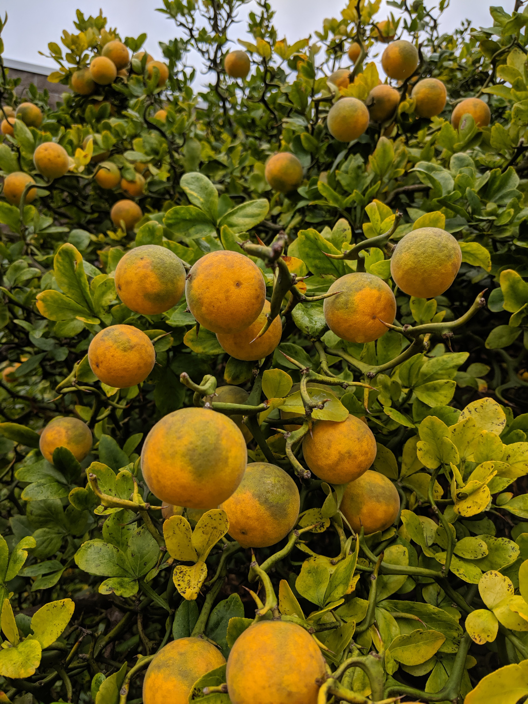 trifoliate orange