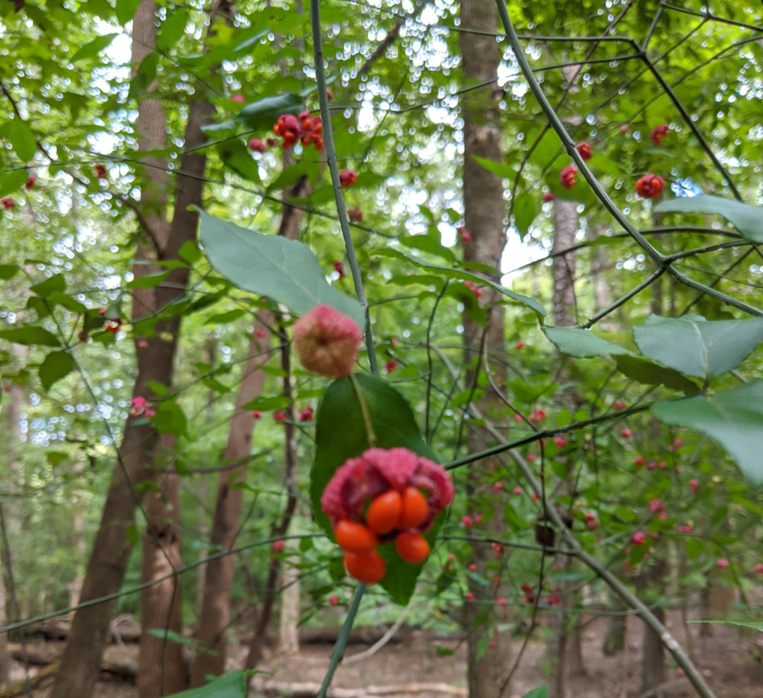 American strawberry bush