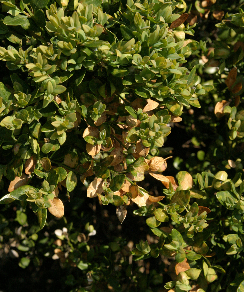 desiccation on boxwood