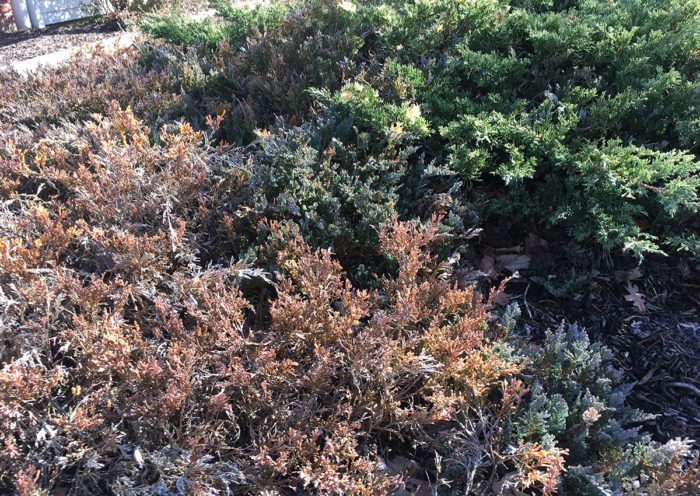 coniferous ground cover