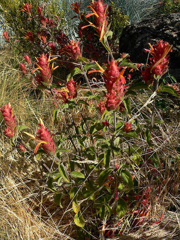 Orange shrimp plant