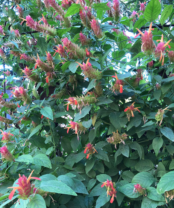 Desert Rose for the Southwest - FineGardening