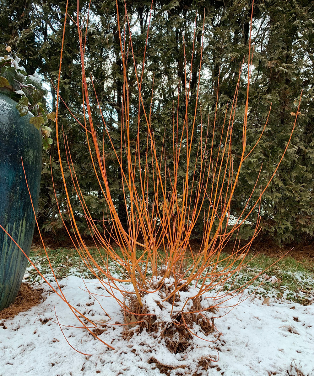 coral bark willow