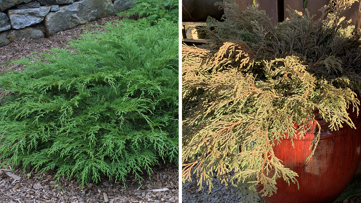 Russian arborvitae