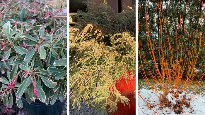 Out of the Ordinary Picks for Mid-Atlantic Winter Containers