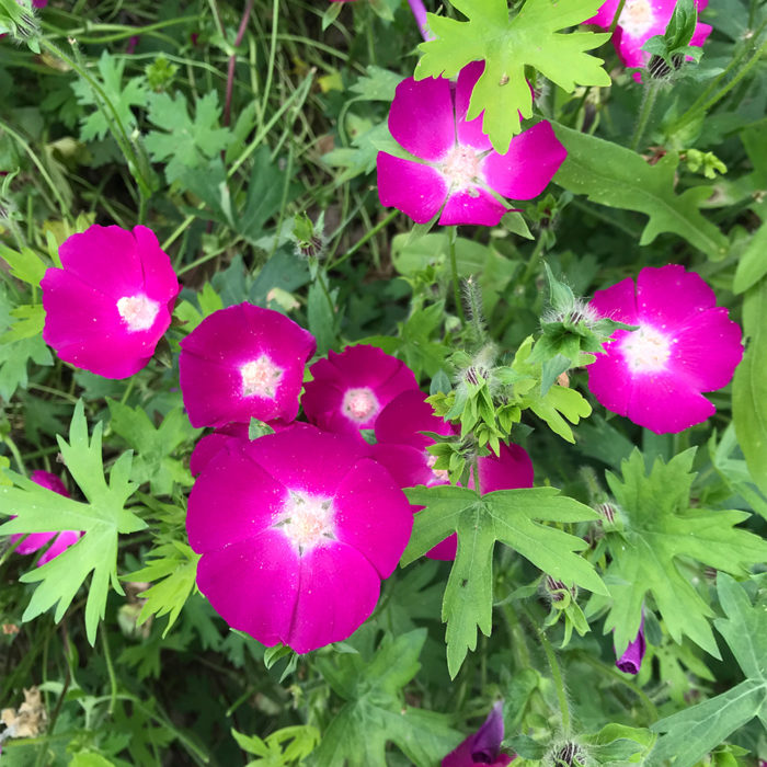 Purple poppy mallow