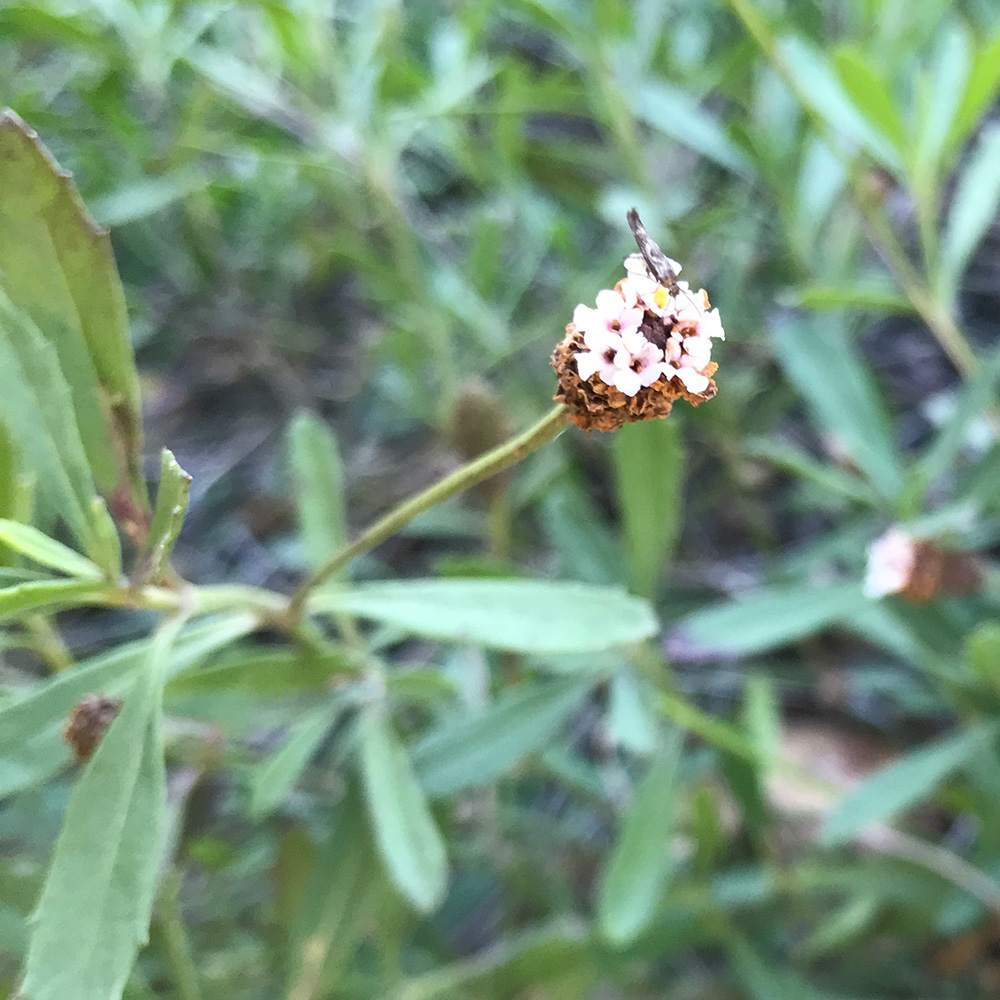 Frog fruit