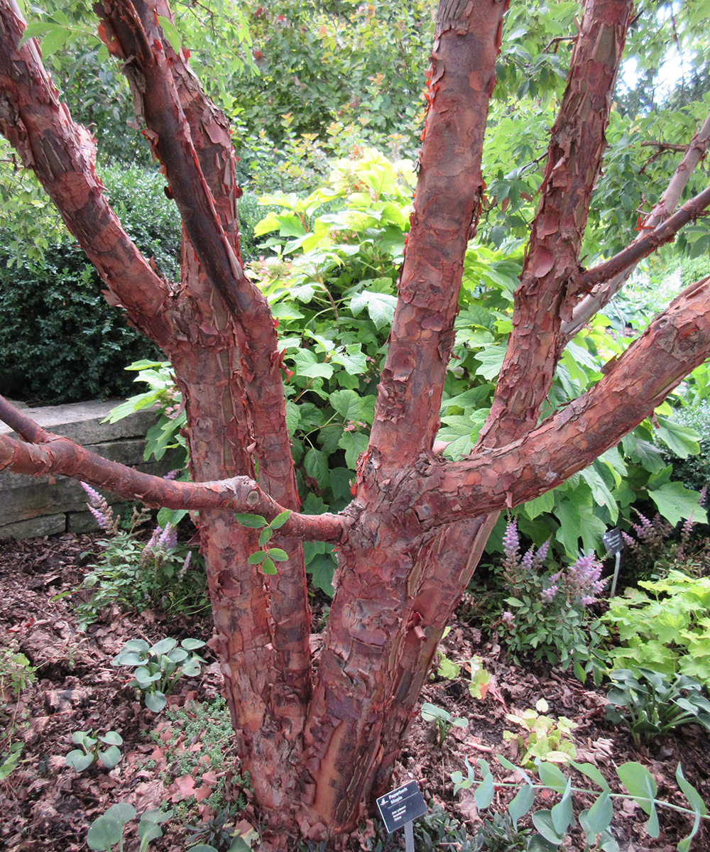 Lacebark Pine - Horticulture