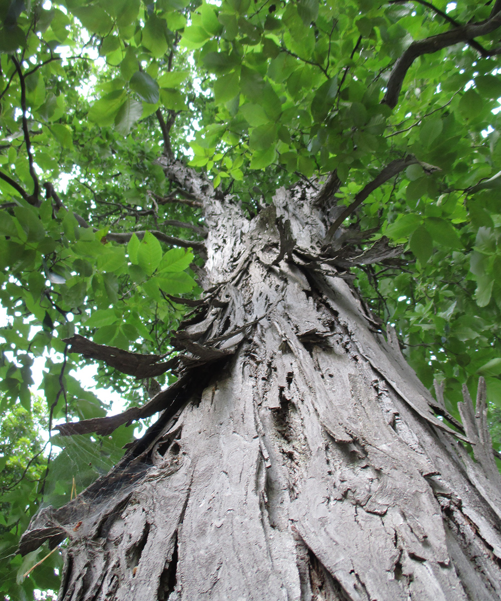 shagbark hickory