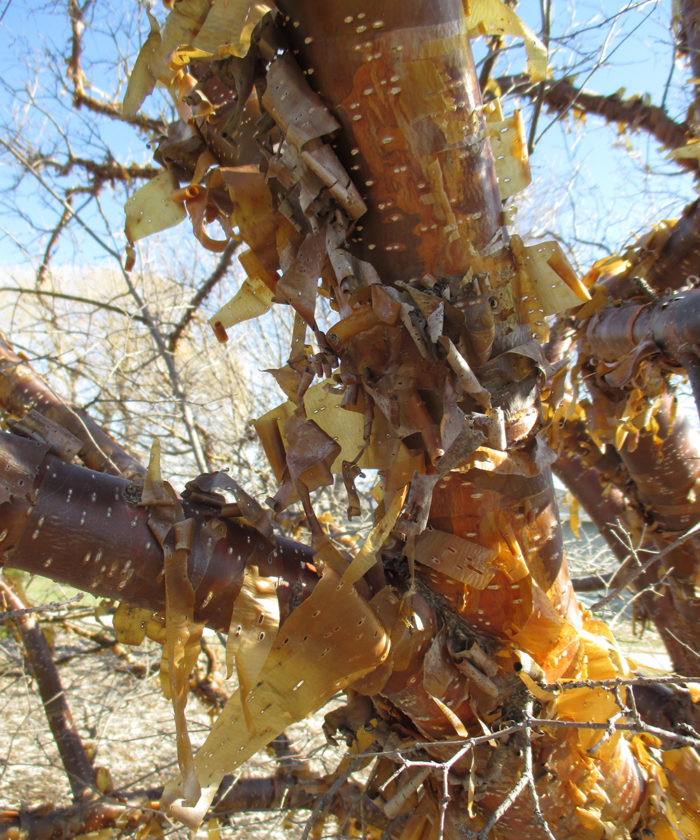 Ornamental Bark on Deciduous Trees in the Midwest - FineGardening