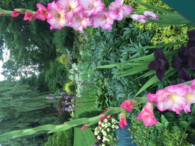 pink gladiolus