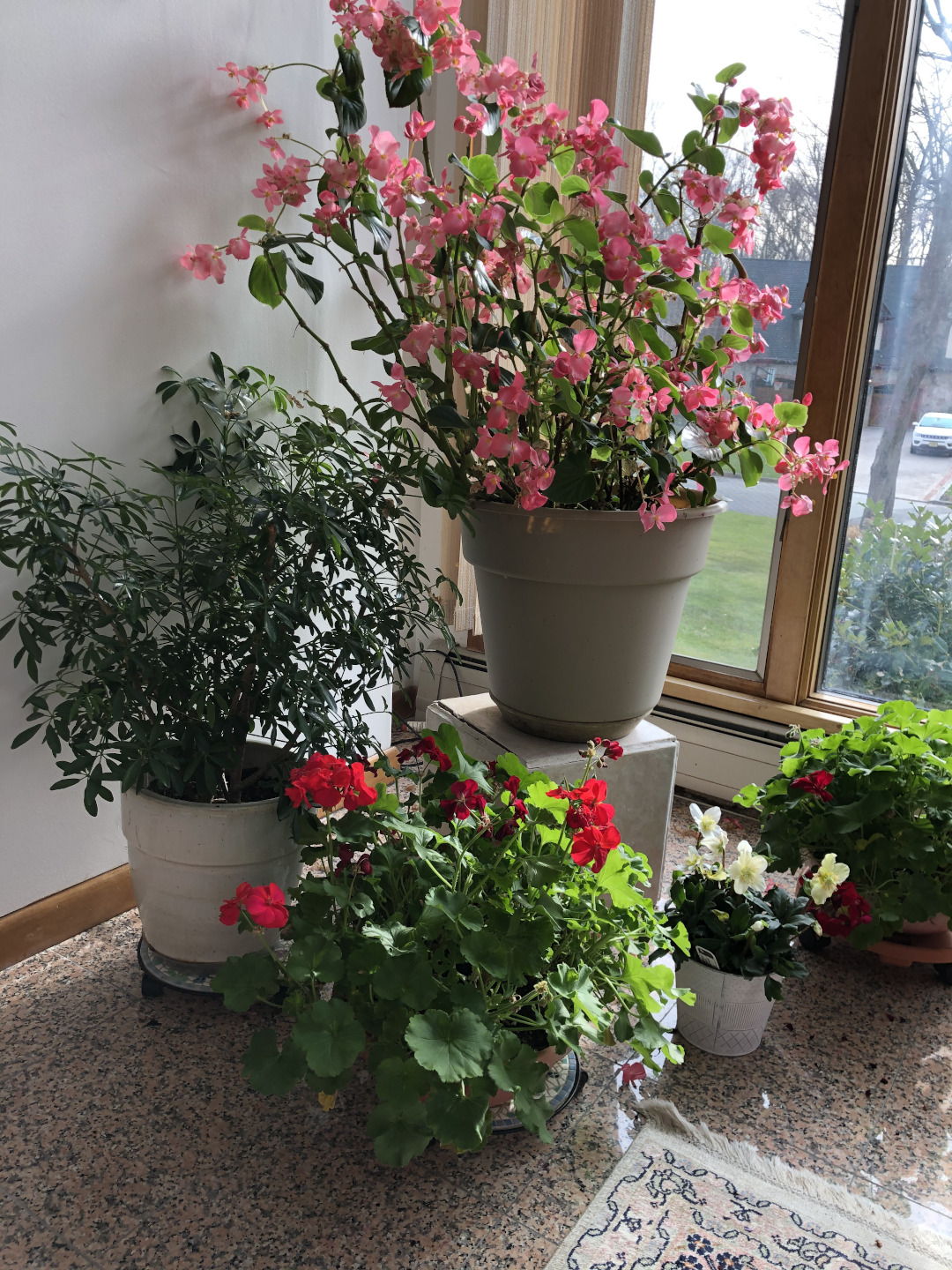 pink begonia