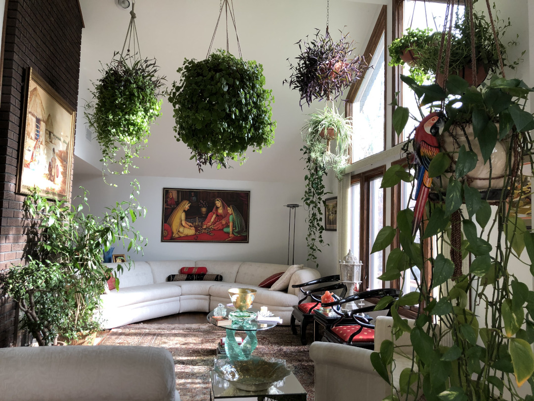 hanging houseplants