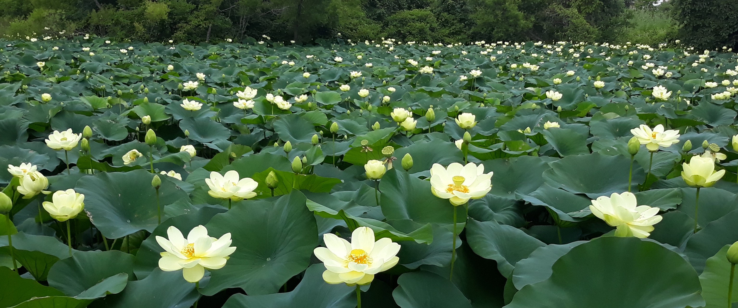 pond covered in yellow lotus