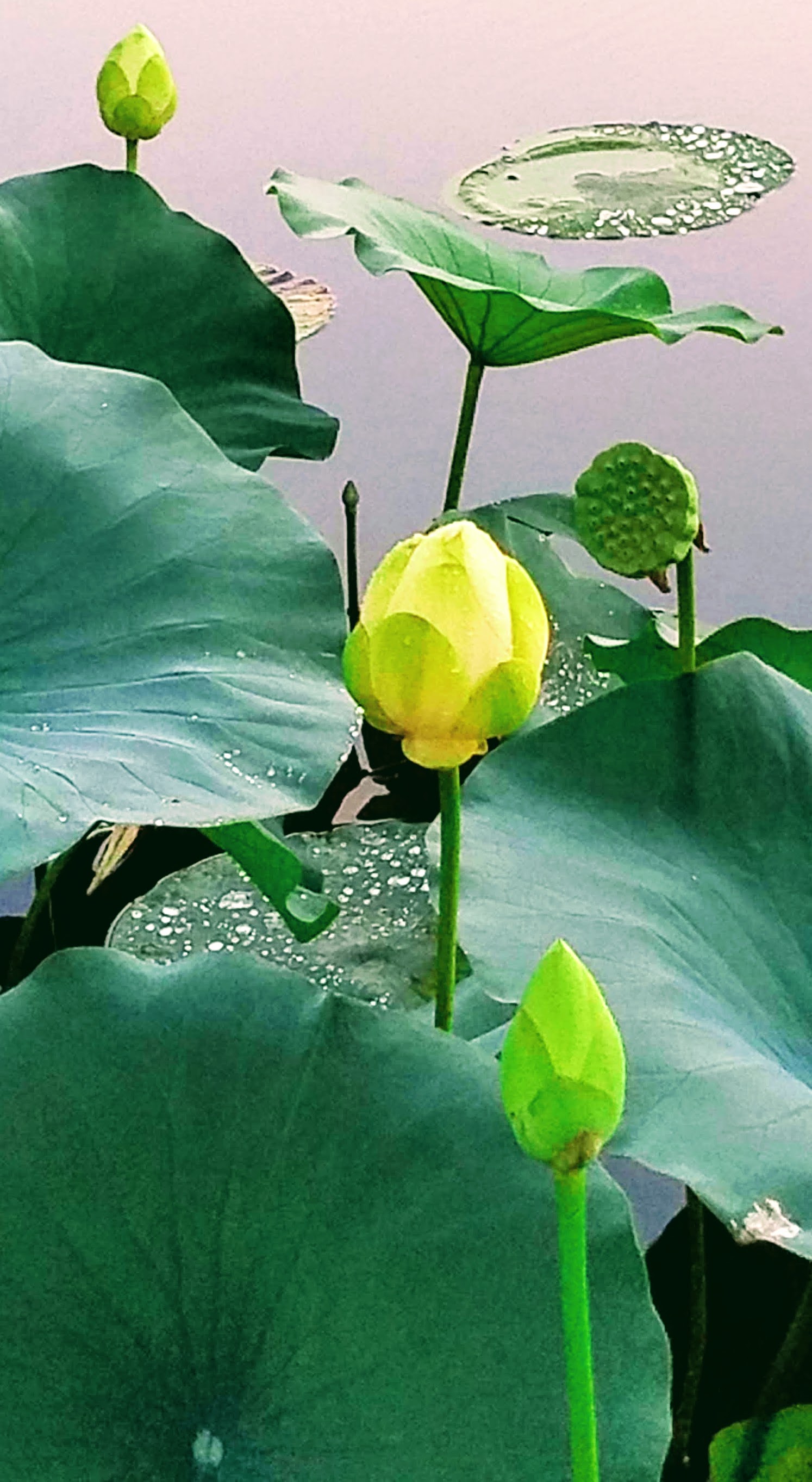 yellow lotus bud