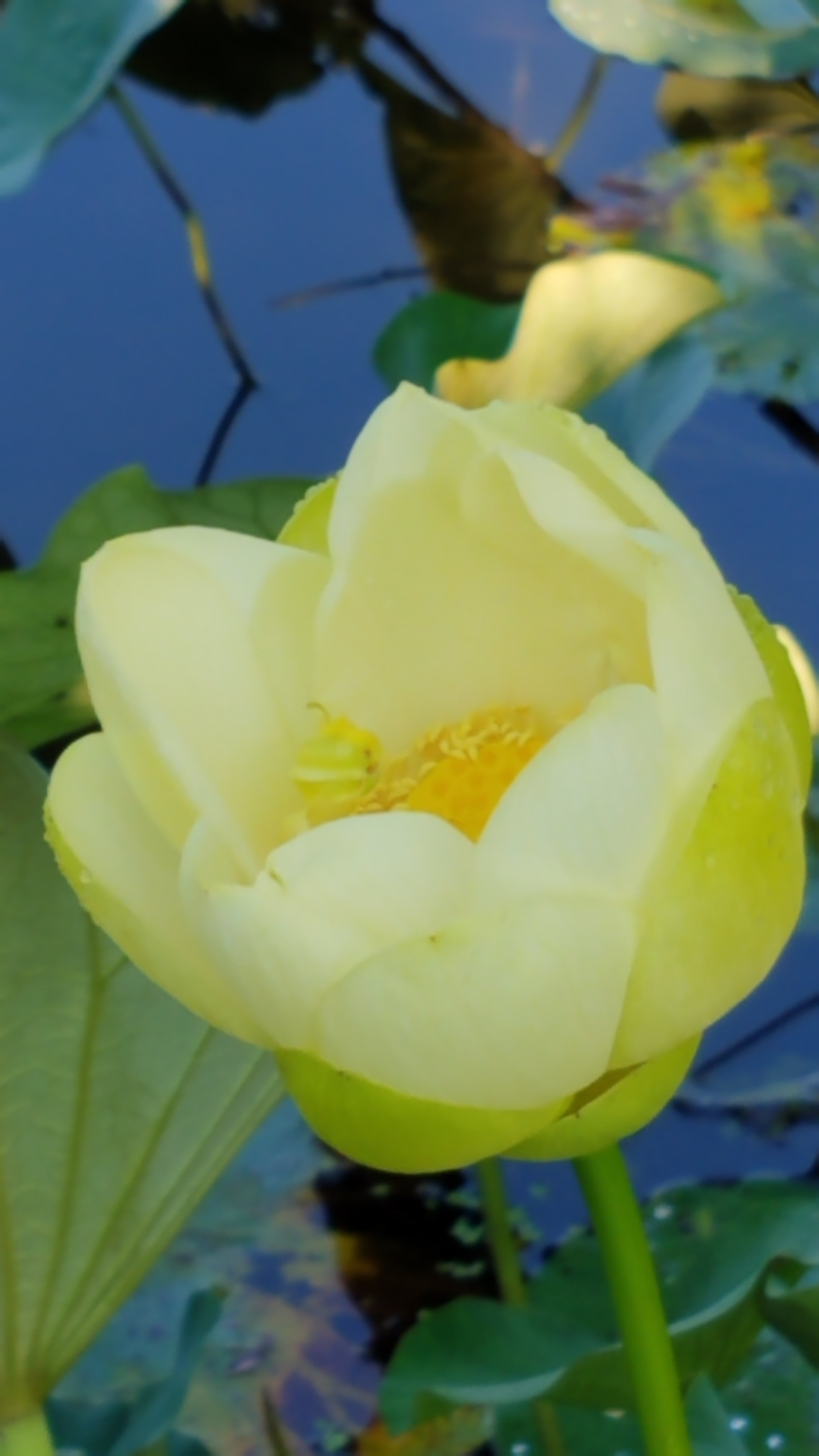 close up of yellow lotus