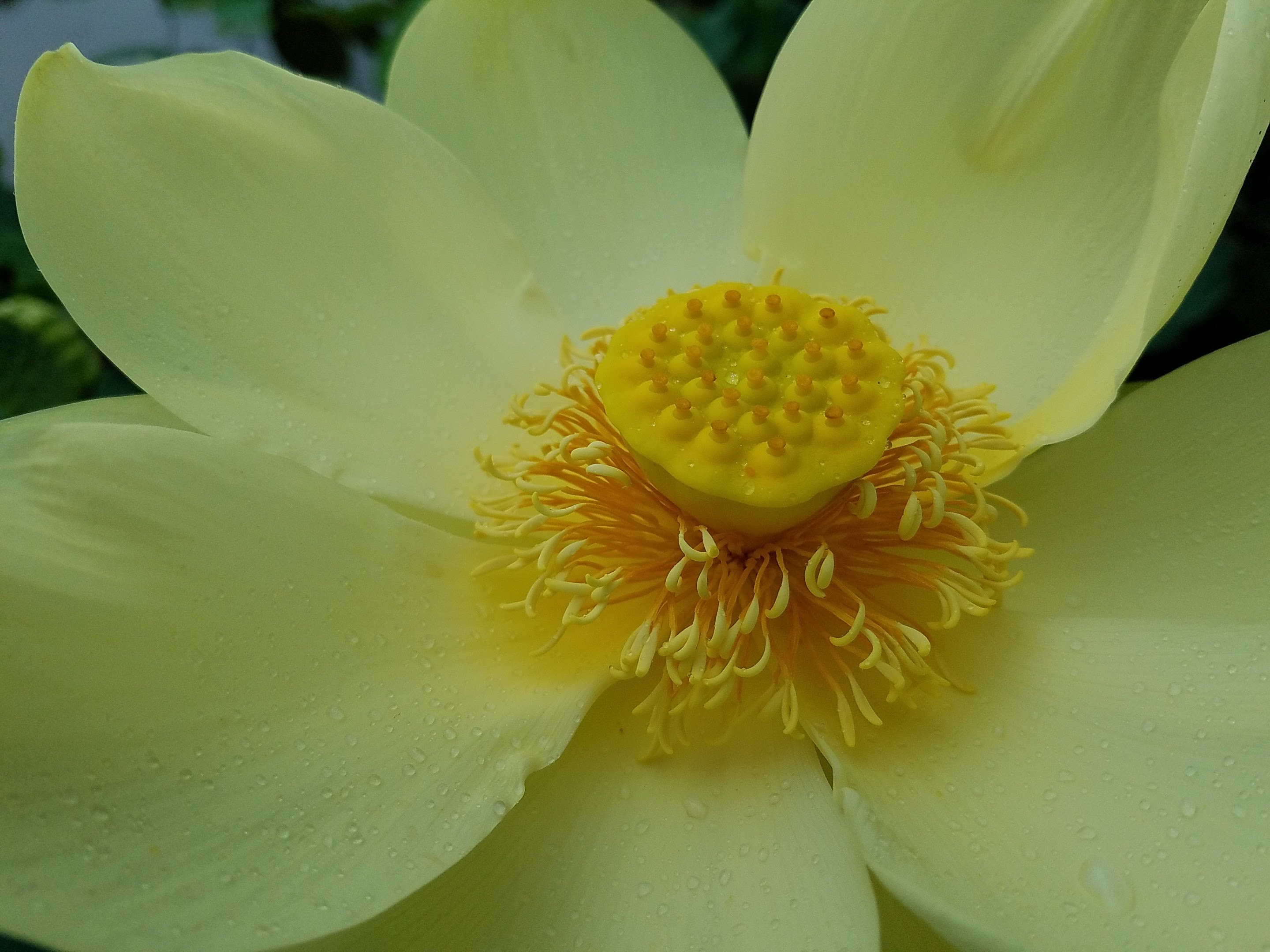 close up of yellow lotus fully open