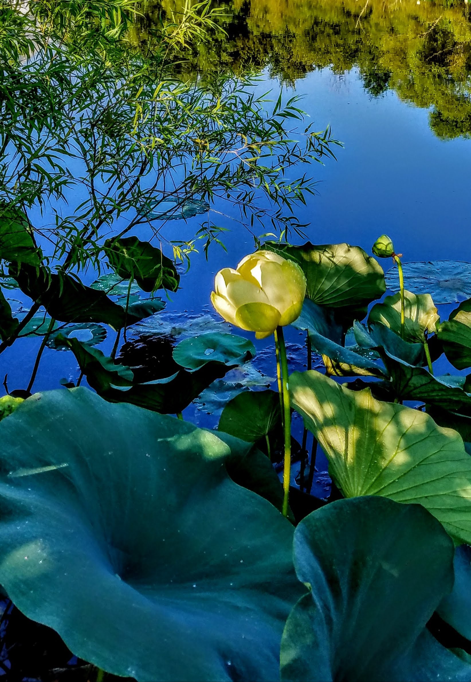 yellow lotus opening