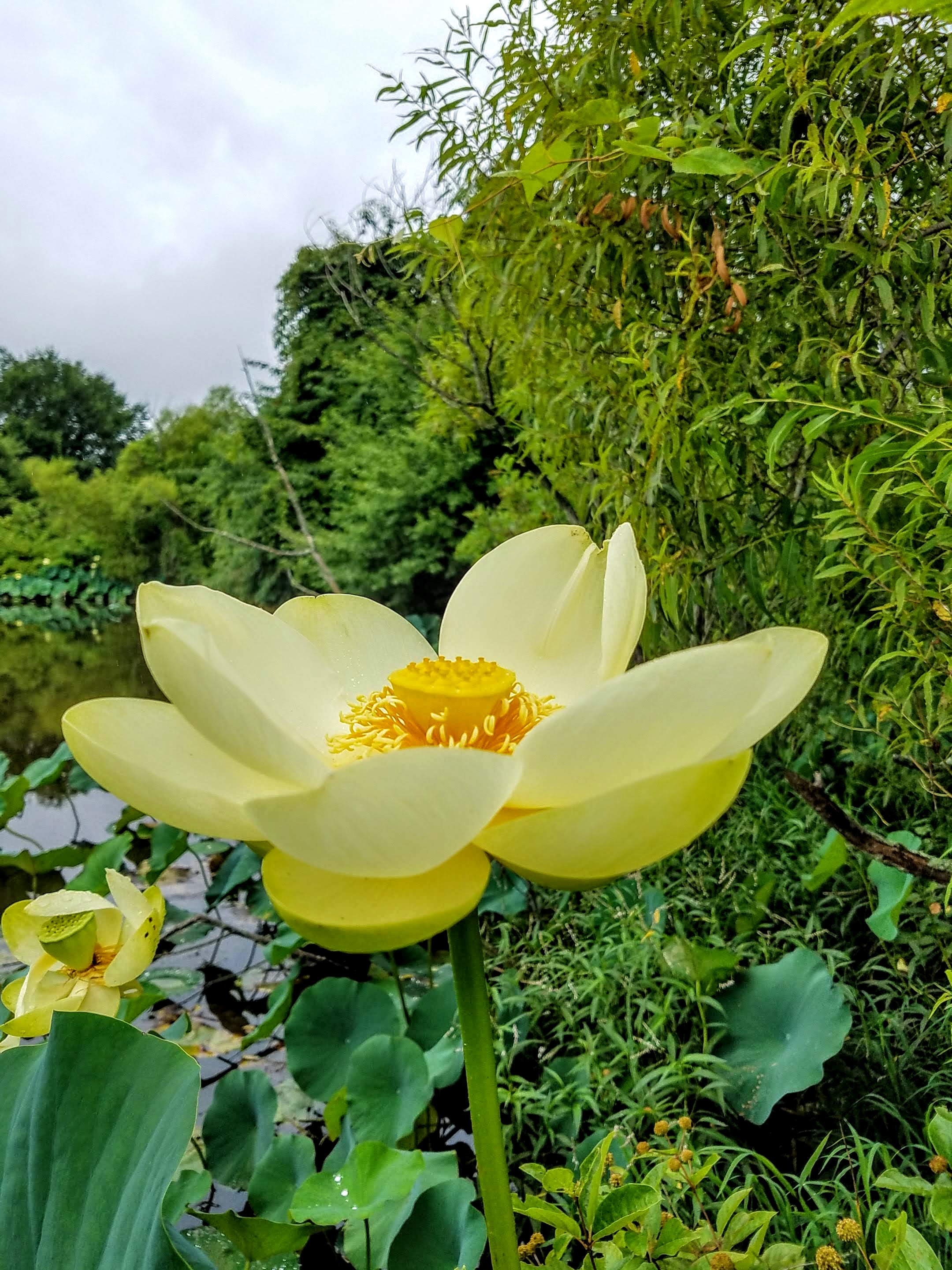 yellow lotus on edge of pond