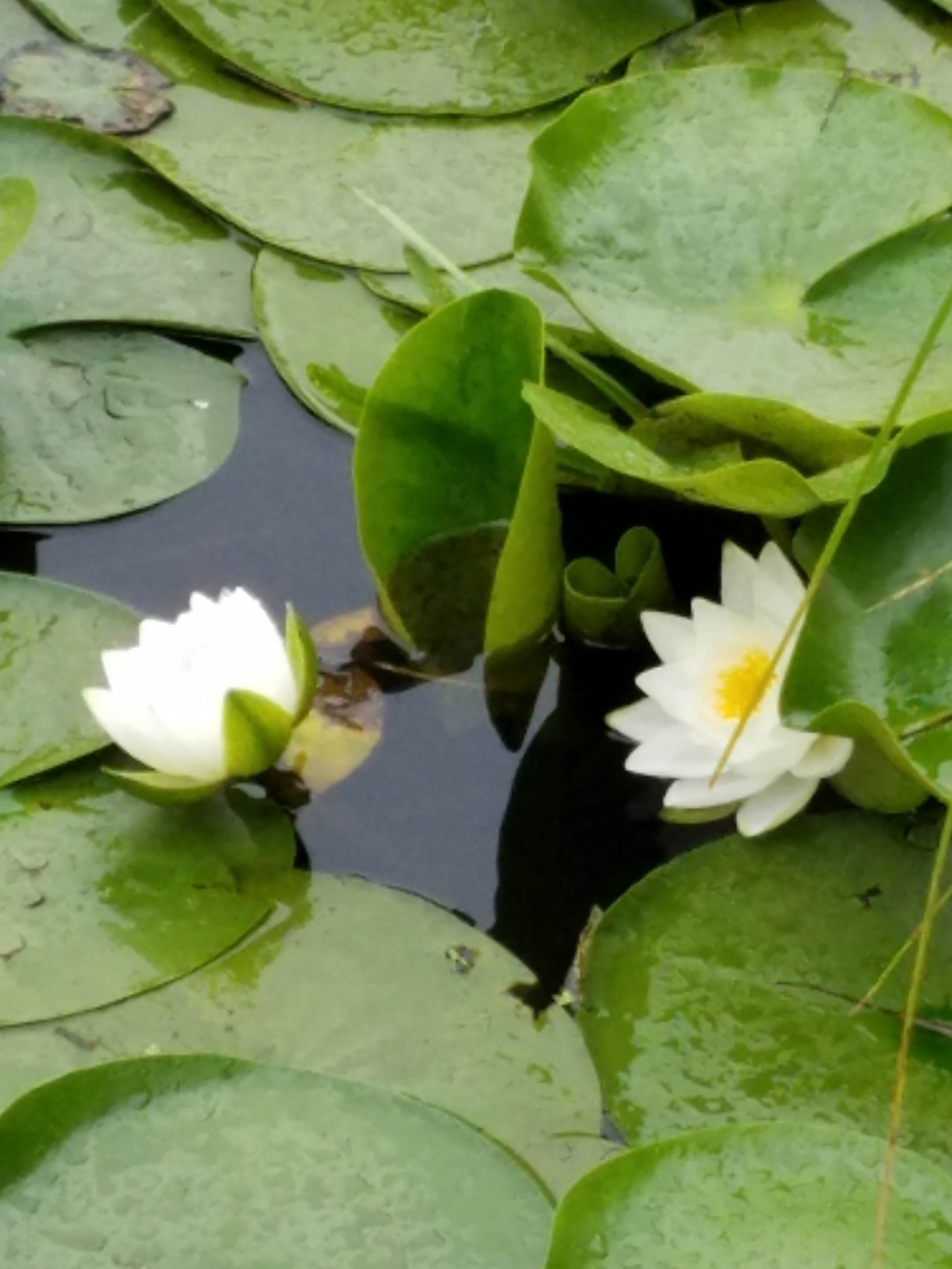 white water lily