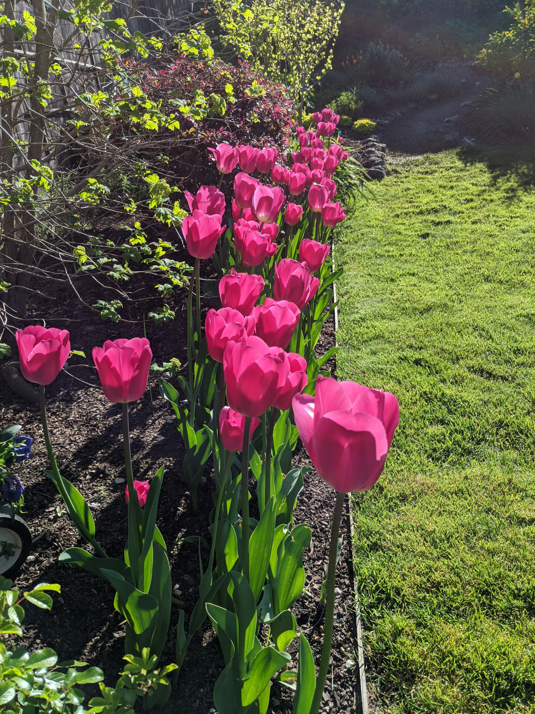 Barcelona tulips