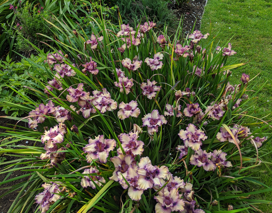 Douglas iris