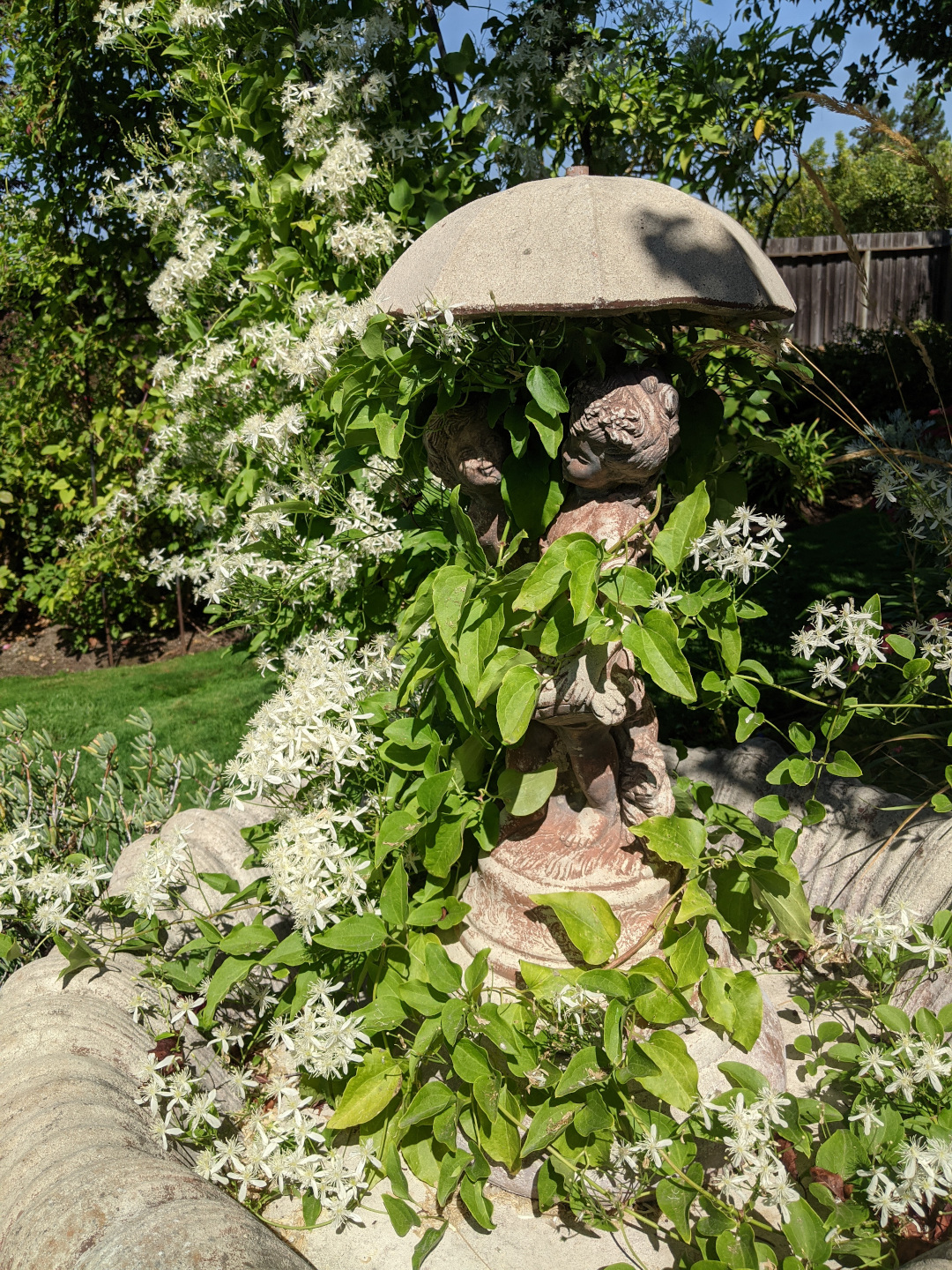 sweet autumn clematis