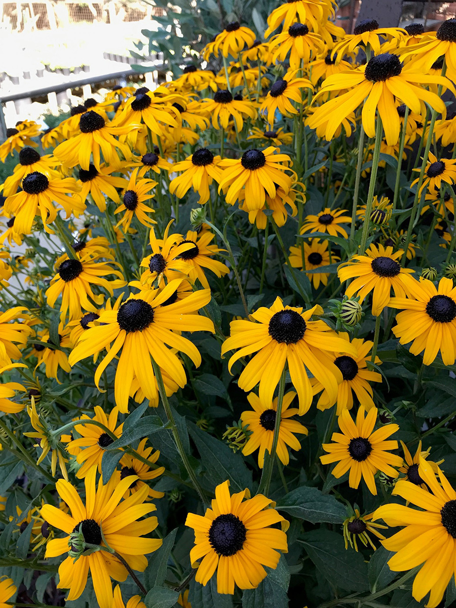 Goldsturm black-eyed Susans