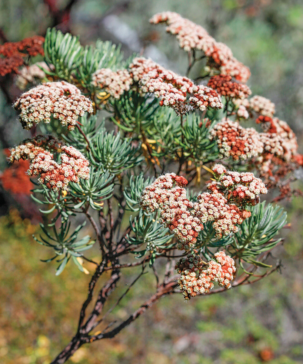 Santa Cruz Island Buckwheat