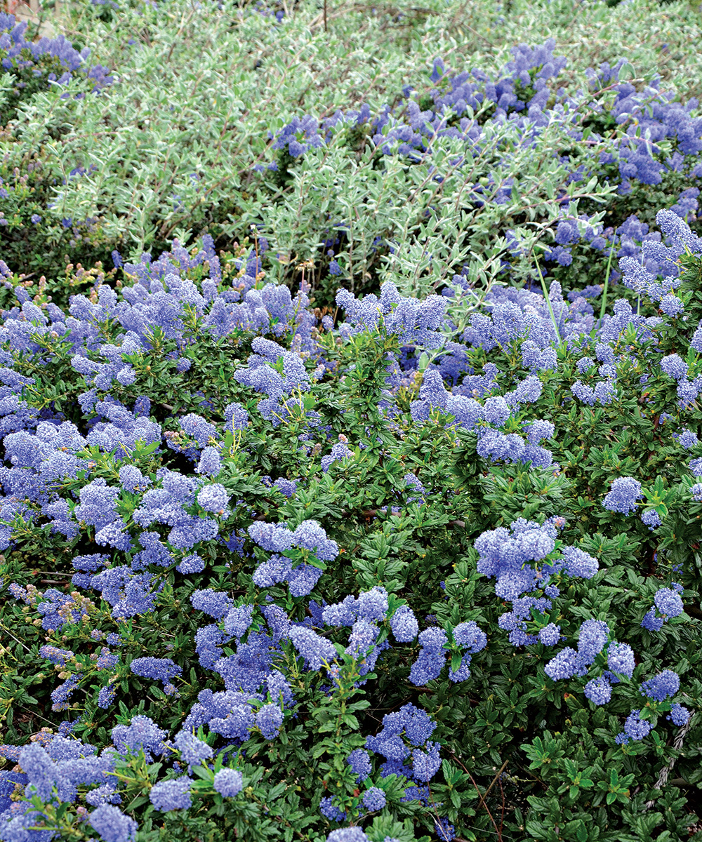 Ceanothus Joyce Coulter