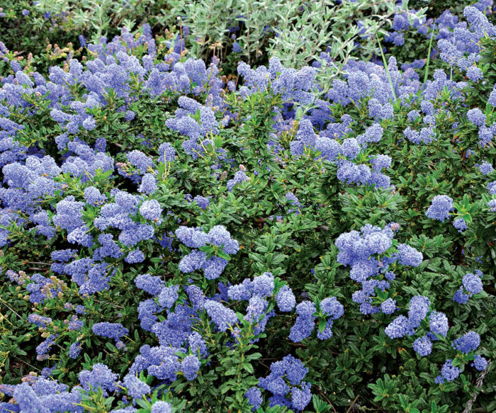 Ceanothus Joyce Coulter