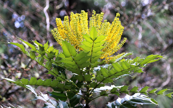 Charity mahonia